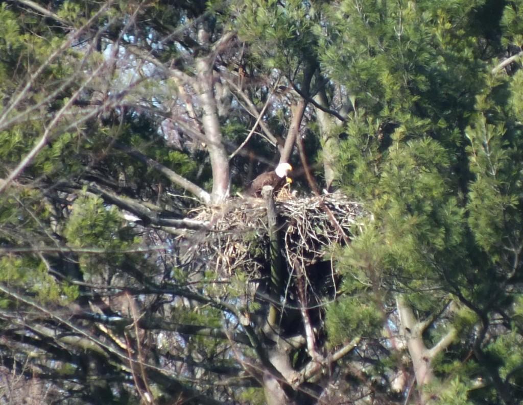 Bald Eagles together on nest - Cootes Paradise Marsh - Hamilton - Ontario