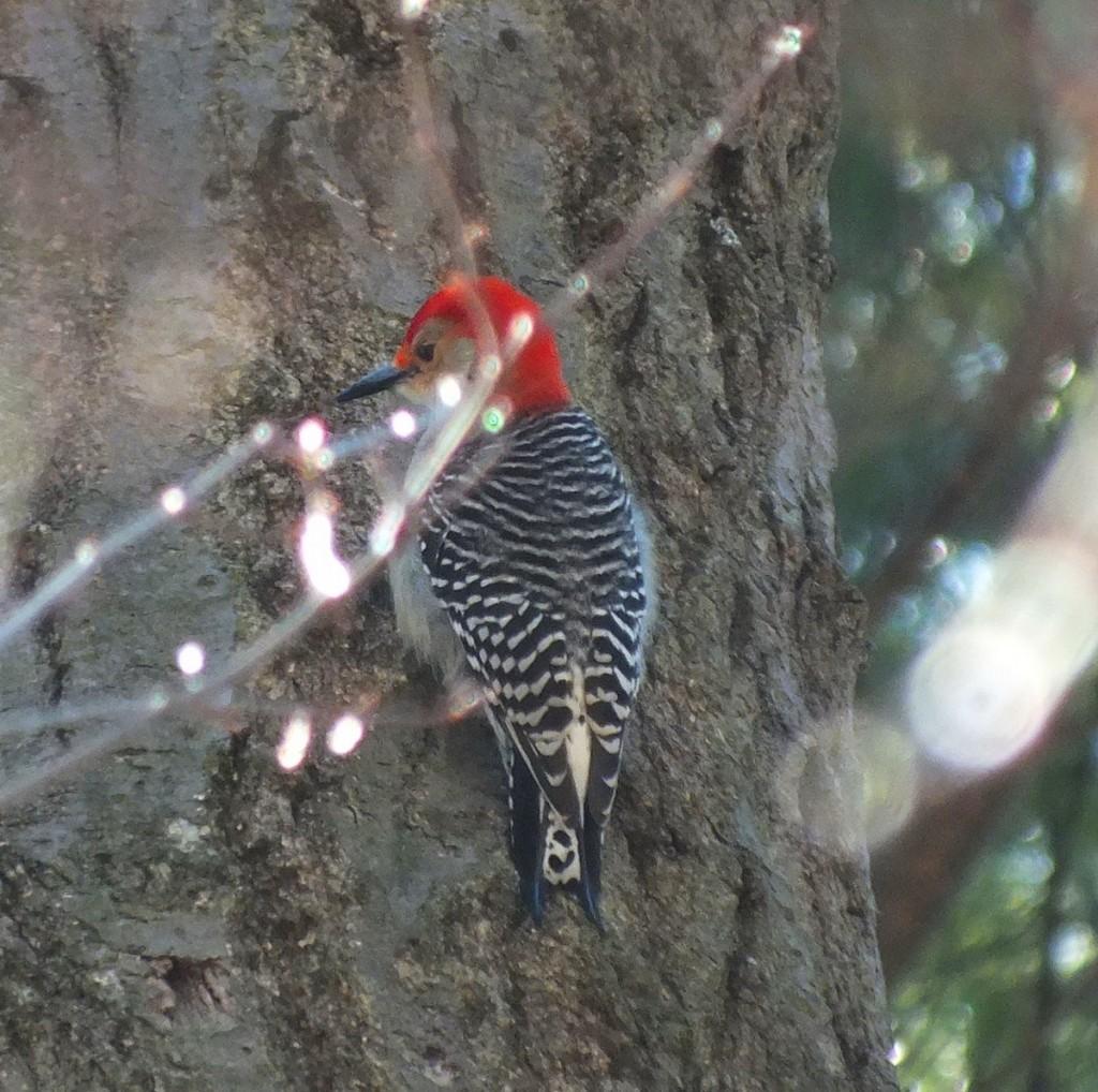 Red Breasted Woodpecker - sits on tree - Cootes Paradise Marsh - Hamilton - Ontario