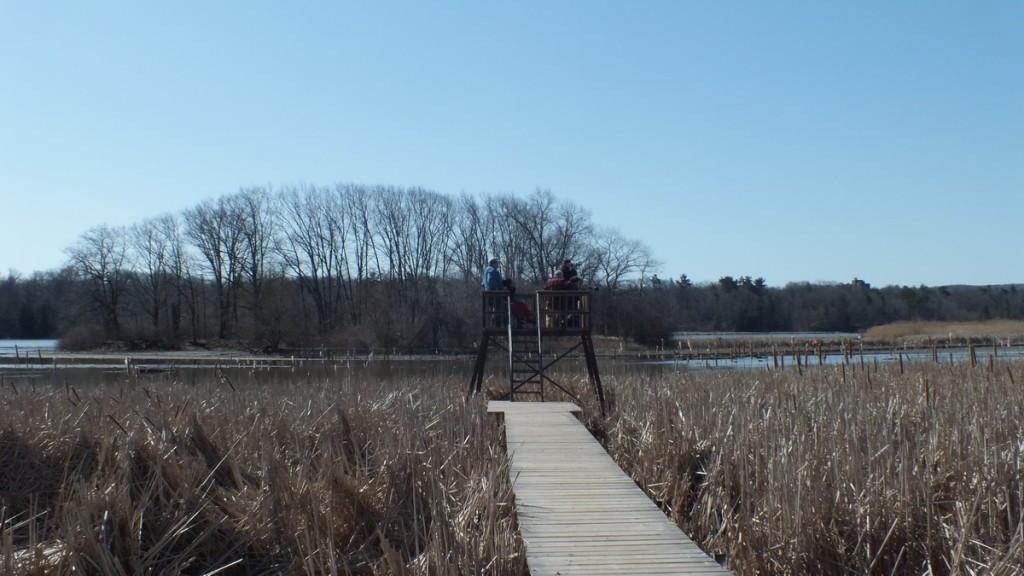 Marsh boardwalk lookout - Cootes Paradise Marsh - Hamilton - Ontario