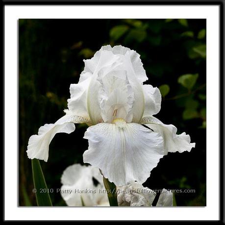 Immortality Iris