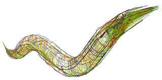 C-elegans-connectome_2