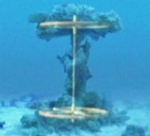 Coral-encrusted object in Red Sea could be ancient Egyptian chariot wheels