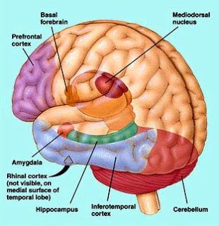 This is Your Brain.  This is Your Brain on Circumcision.  Any Questions?