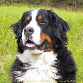Dog Breed of the Month: Bernese Mountain Dog- April 2013