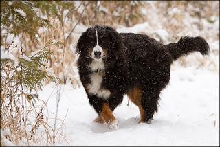 Dog Breed of the Month: Bernese Mountain Dog- April 2013