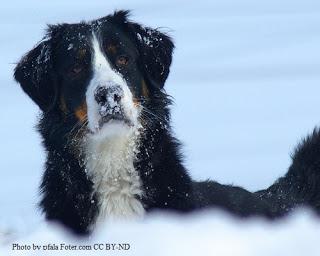 Dog Breed of the Month: Bernese Mountain Dog- April 2013