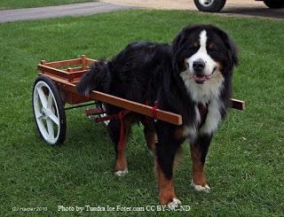 Dog Breed of the Month: Bernese Mountain Dog- April 2013