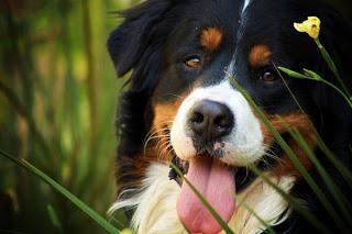 Dog Breed of the Month: Bernese Mountain Dog- April 2013