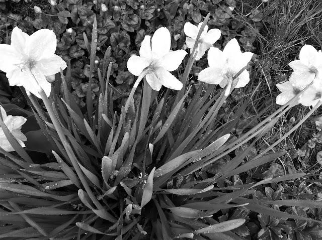 Daffodils-in-Spring-Rain-2013