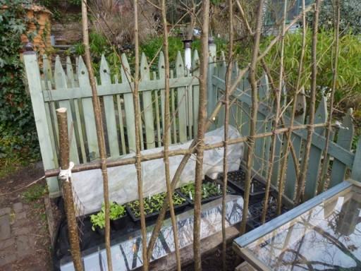 coldframe in foreground and plant supports in background