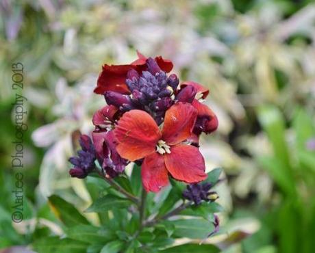 erysimum (800x644)