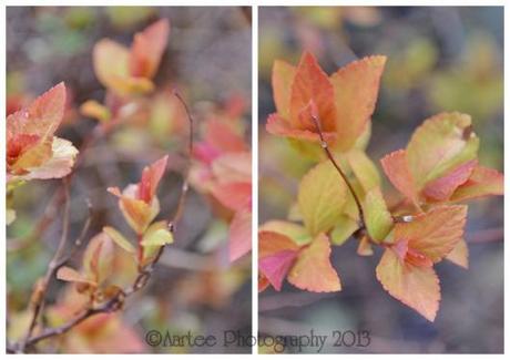 Spirea (800x566)