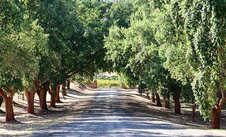 The Barossa - The Australian home of Shiraz and much more