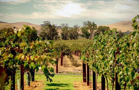 The Barossa - The Australian home of Shiraz and much more