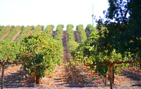 The Barossa - The Australian home of Shiraz and much more