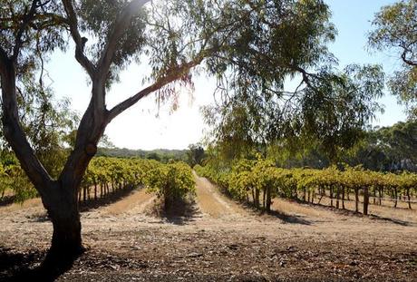 The Barossa - The Australian home of Shiraz and much more