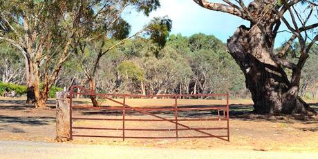 The Barossa - The Australian home of Shiraz and much more