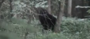 This is apparently a hoax, but I think at the very least I believe it is a pretty good one. I didn't think an older couple with little kids would be so scummy as to hoax a Bigfoot video, but I guess I was wrong!