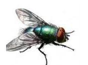 What Flies, Spreads Disease Totally Yucky?