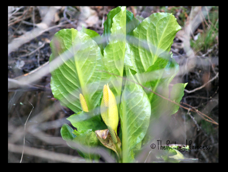 Skunk cabbage