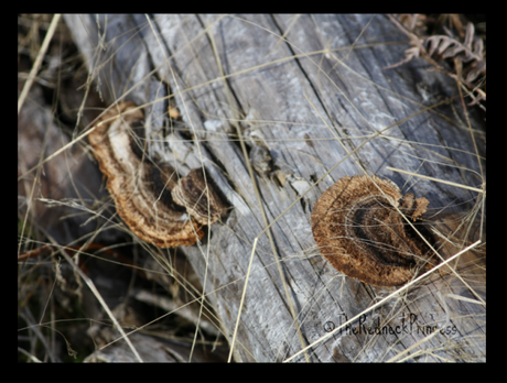 Fungi