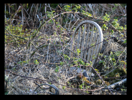 Chair in the bush