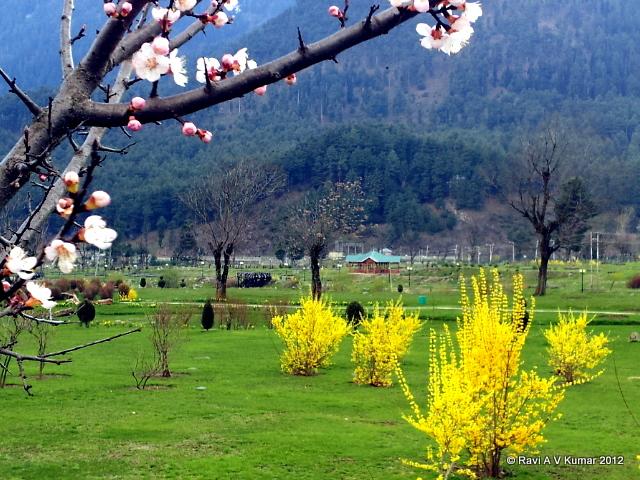 another day in paradise pahalgam