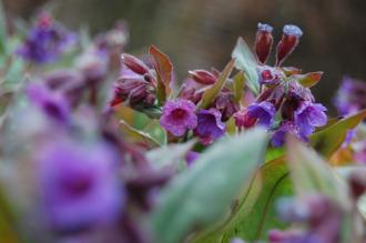 Pulmonaria saccharata Flower (23/03/2013, Kew Gardens, London)