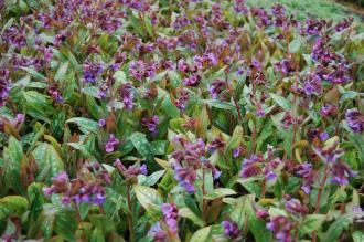 Pulmonaria saccharata (23/03/2013, Kew Gardens, London)