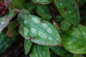 Pulmonaria saccharata Leaf (23/03/2013, Kew Gardens, London)