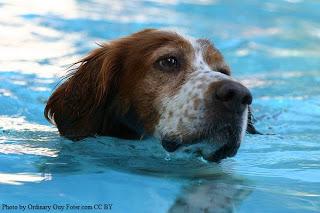 Summer Activity Guide: Swimming with your Dog