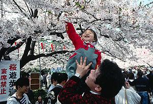 Hanami celebrations under the cherry blossoms ...