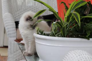 The Eventful Week in Kitten - 14 April 2013