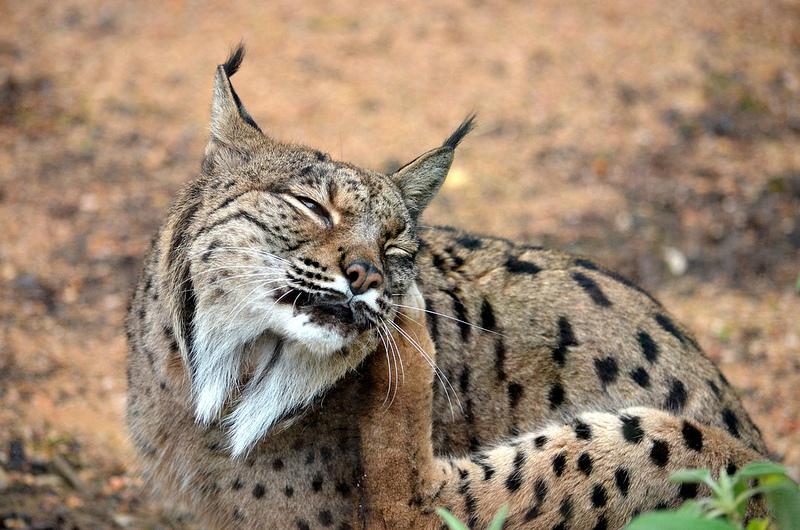 Iberian Lynx (Captive)