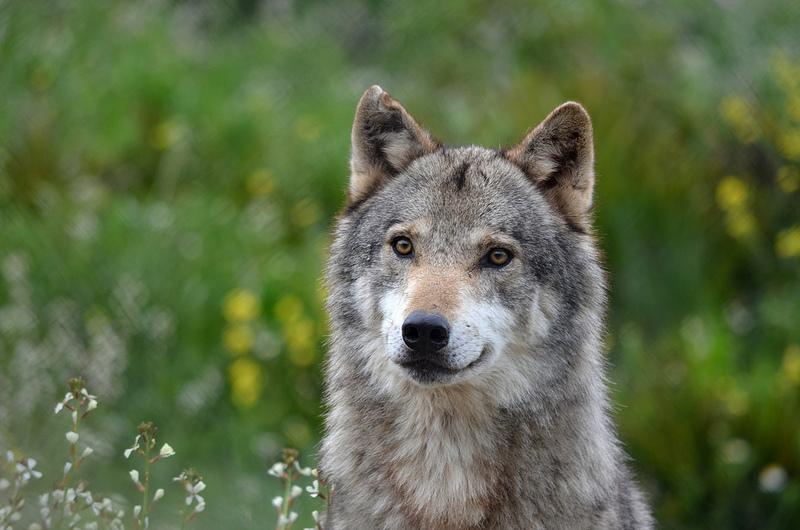 Iberian Wolf (Captive)