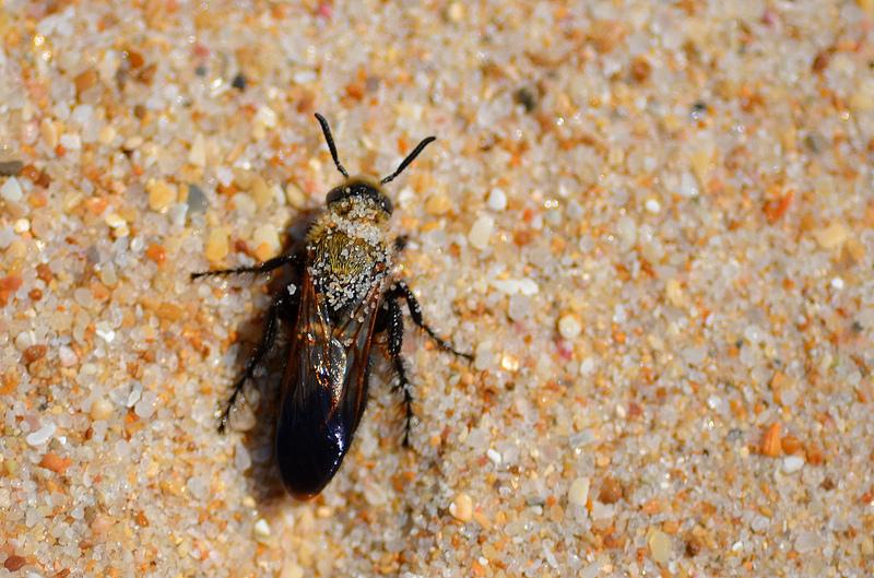 Sand Covered Bee