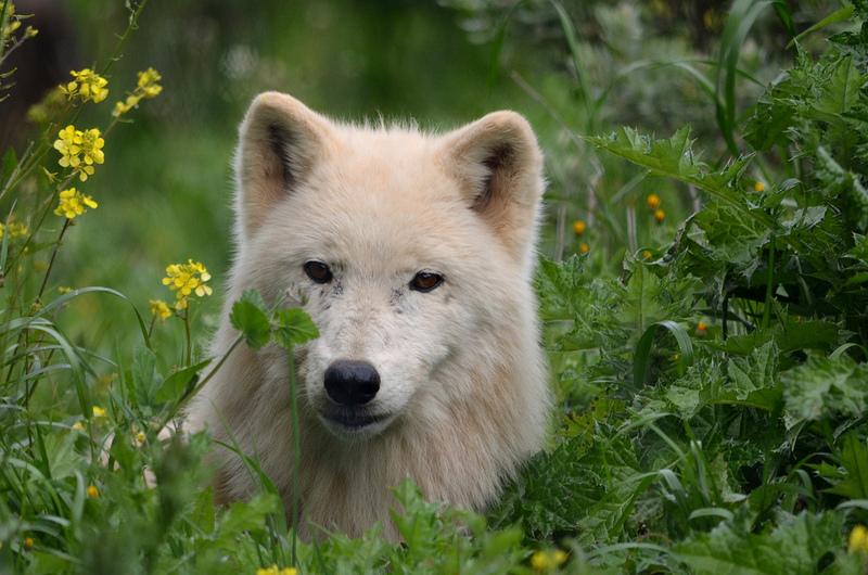 Alaska Tundra Wolf Female