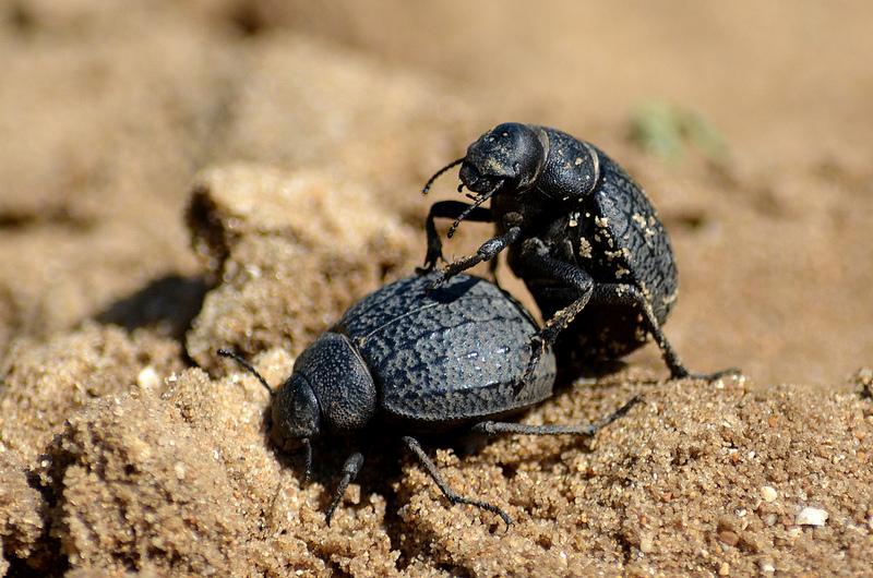 Tenebrionidae Beetles