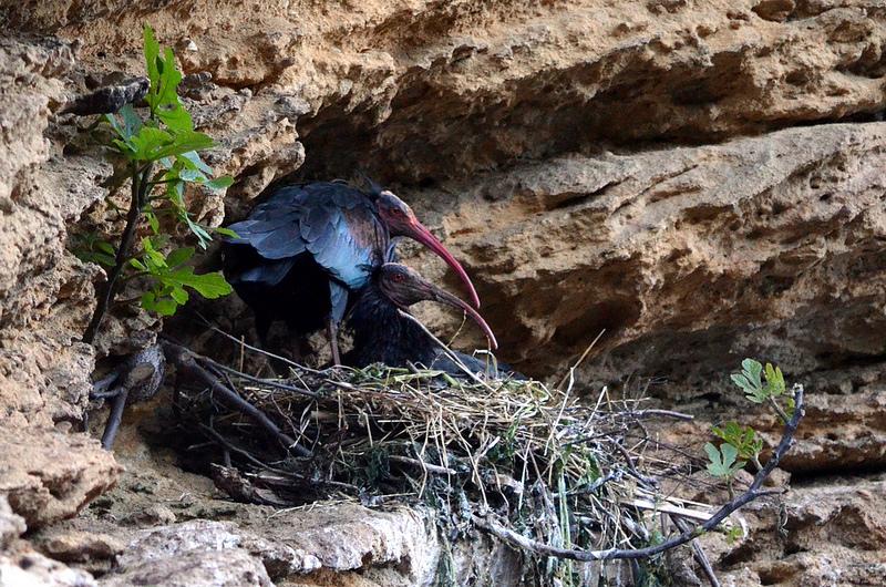 Bald Ibis