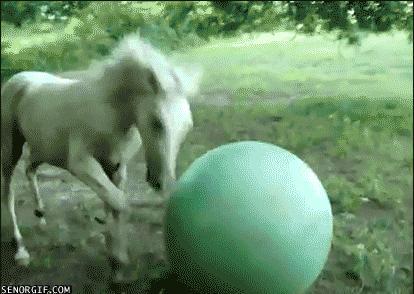 Horse-Exercise-Ball-Fail