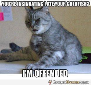 cat-is-offended-funny-photo