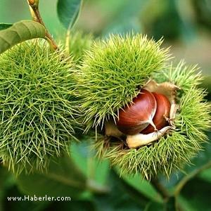 Free Planet - the Reality of Existence - the Lie of Society