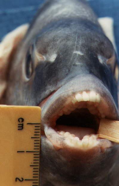 Sheepshead fish teeth