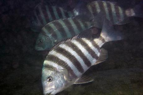 sheepshead fish