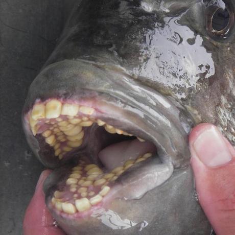 sheepshead fish teeth