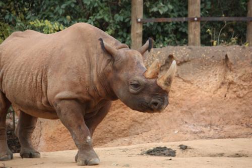 Taken at the Atlanta Zoo, Summer 2012