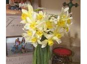 Daffodil Girl