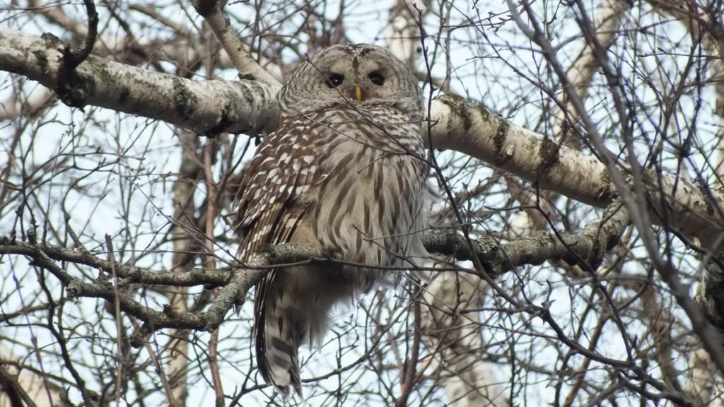 Barred Owl in camouflage- Thickson's Woods - Whitby - Ontario