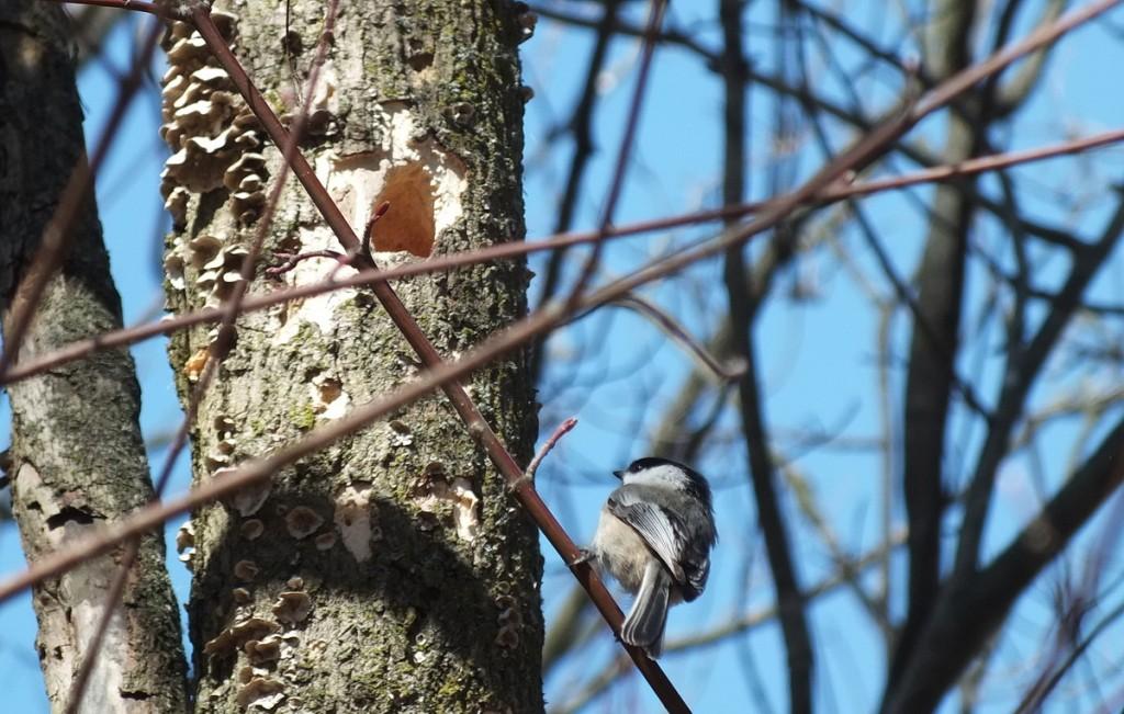 Black-capped chickadee sits on limb - thicksons woods