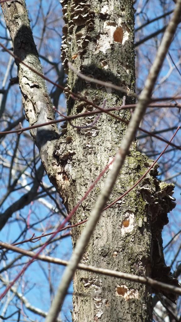 tree in thicksons woods with various chickadee holes - whitby - ontario